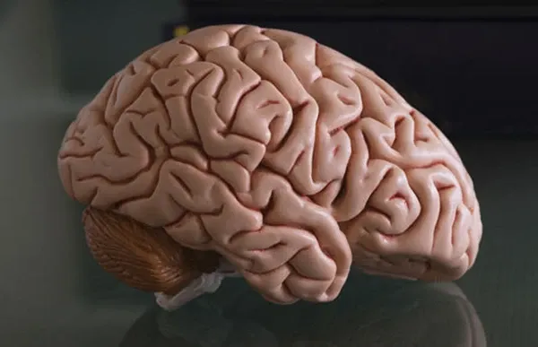 Video Category - Neuroscience