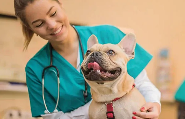 Video Category - Lt Vet Physiology