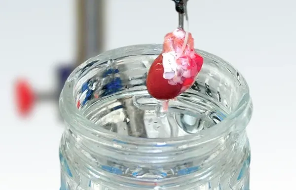 Langendorff/Working Heart