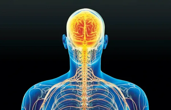 Video Category - Neurophysiology